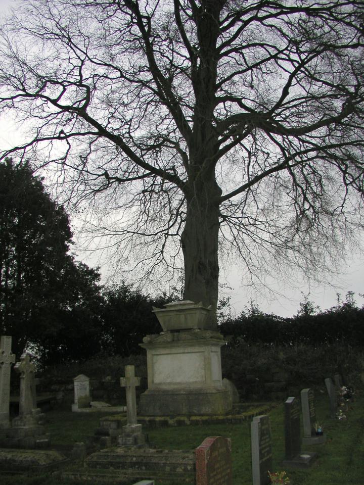 JPEG image - I rather liked the shape of the beech tree in the background ...